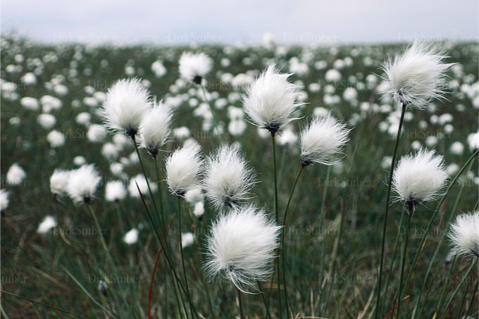 Landschaftsfotografie - Wollgras in Schottland