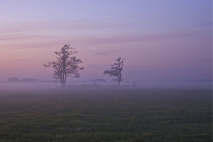 Landschaftsfotografie Erlen im Nebel