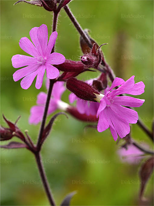 Rote Lichtnelke Norwegen