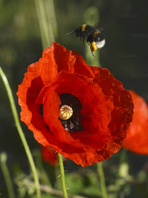 mohnblüte mit hummel