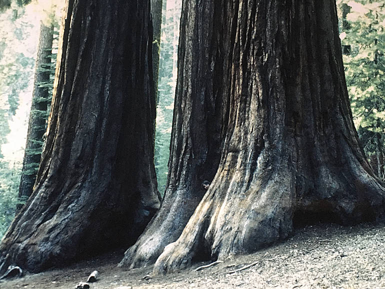 Fotografie von Mammutbäumen in den Muirwoods in Californien