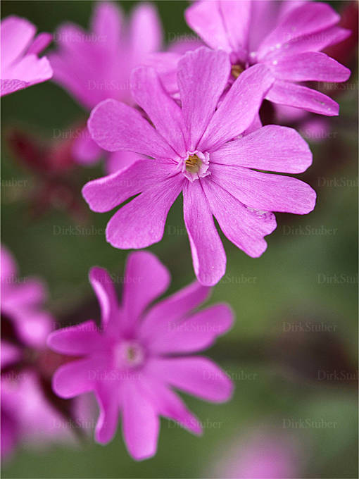 Rote Lichtnelke Norwegen