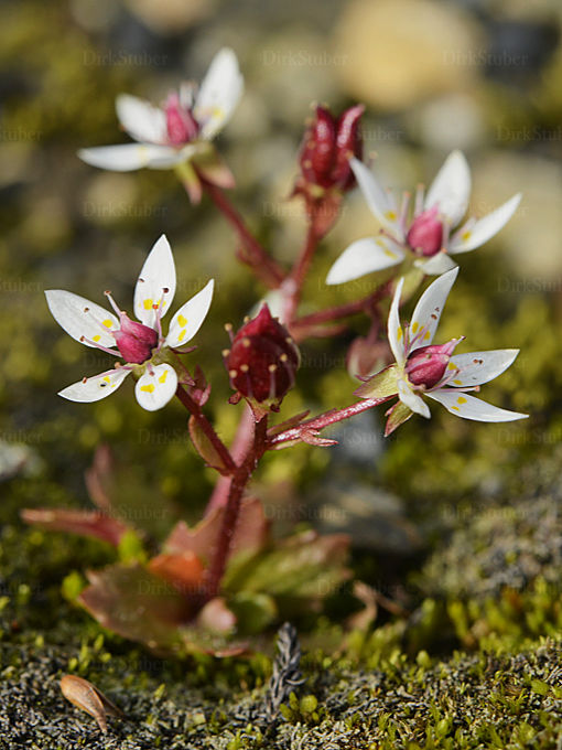 Sternblütiger Steinbrech