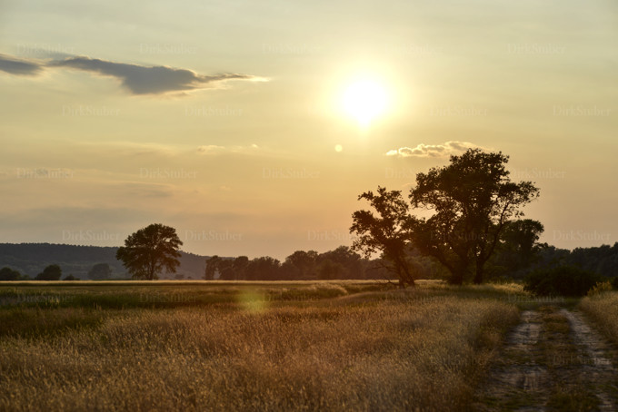 Golden schimmernde Elbaue bei Neu Darchau am Abend