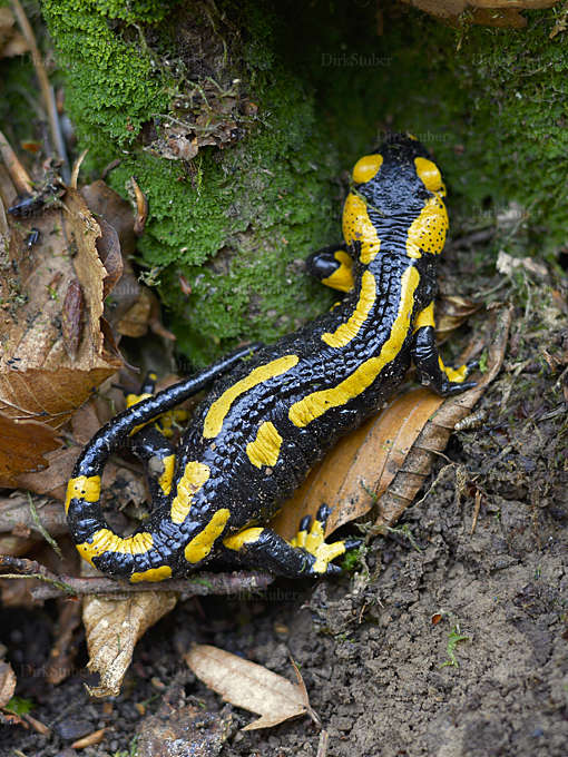 Feuersalamander im Laub