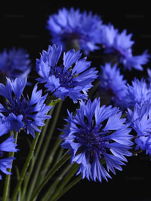 Kornblumen Strauß