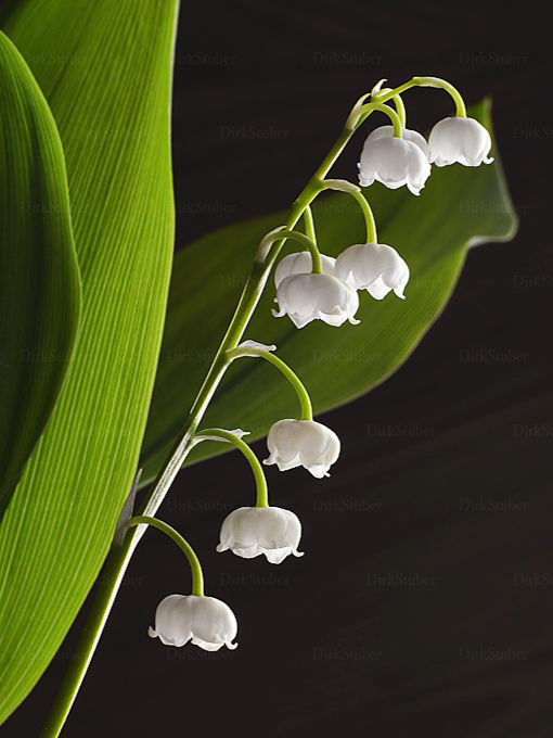 Maiglöckchen Blüten mit Blatt