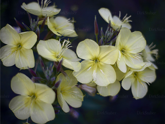 Blüten einer Nachtkerze in der Dämmerung