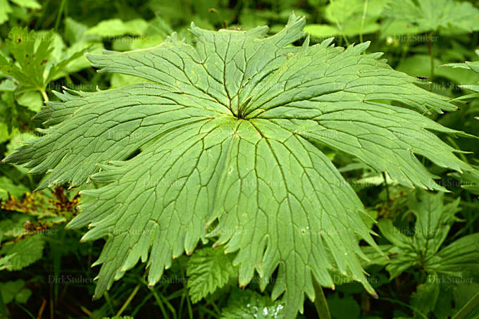 Blatt des norwegischen Eisenhutes
