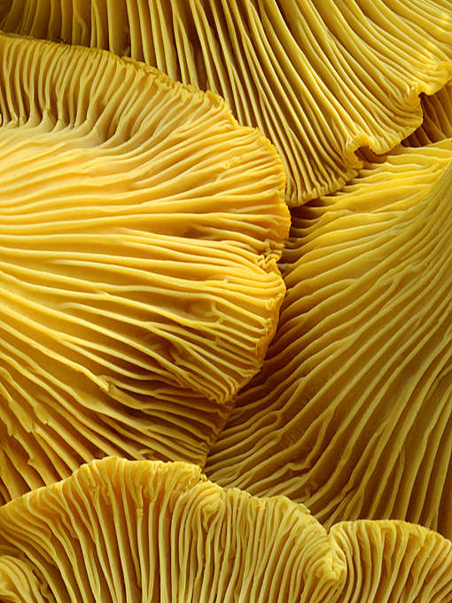 Leisten von Pfifferlingen