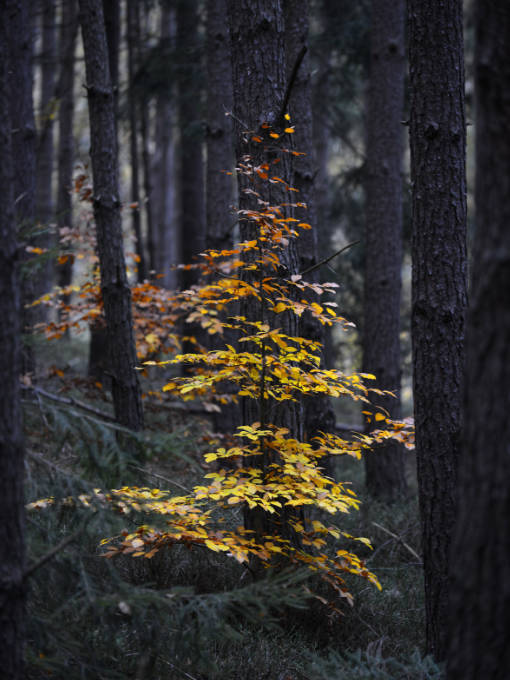 Junge Buche im Kiefernwald