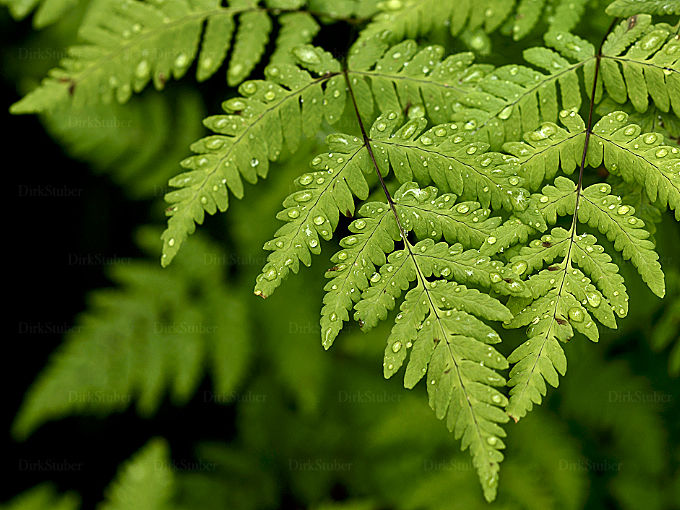 Eichenfarn mit Tautropfen