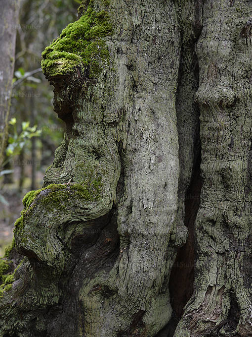 Baumstamm mit Figur und Gesicht