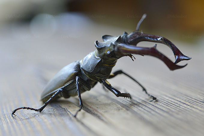 Hirschkäfer in Abwehrhaltung