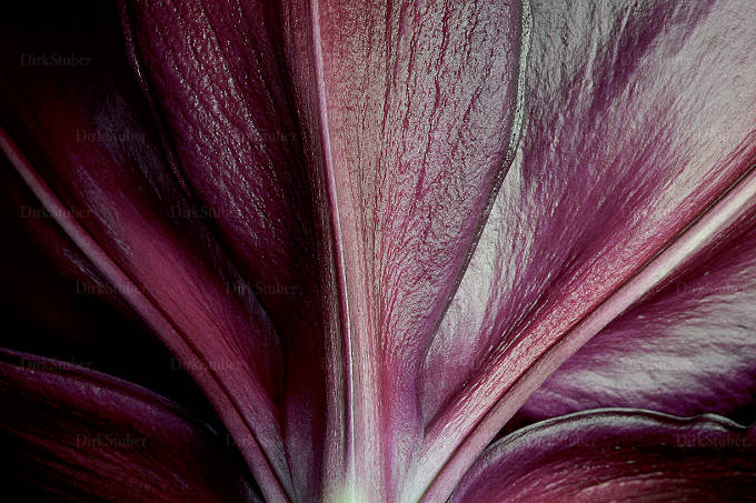 Lilienblüte Leisten