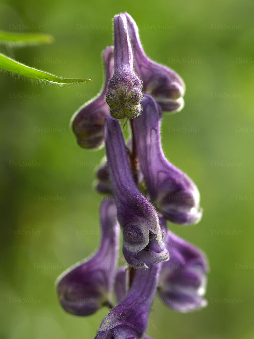 Blüte des norwegischen Eisenhutes
