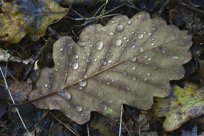 Traubeneichenblatt mit Wassertropfen