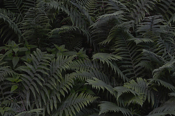 Wurmfarn in der Abenddämmerung