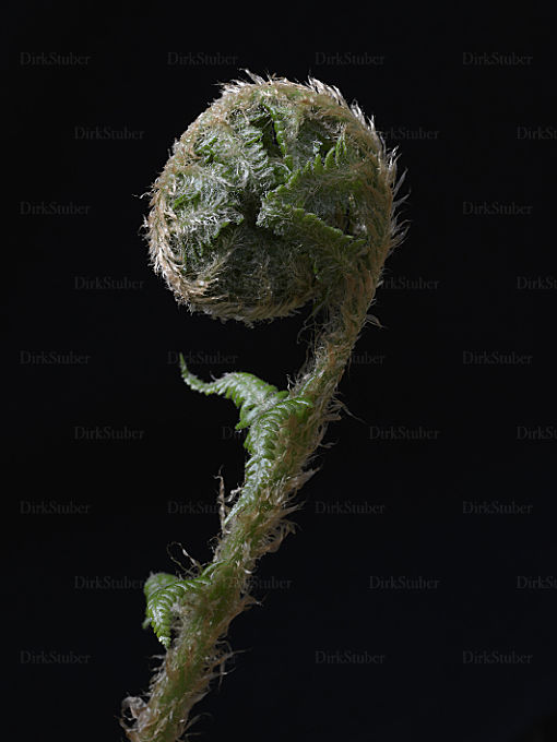 Blatt des Wurmfarns im Bischofsstabstadium