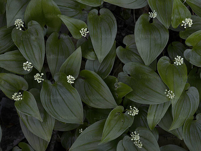 zweiblättrige Schattenblume