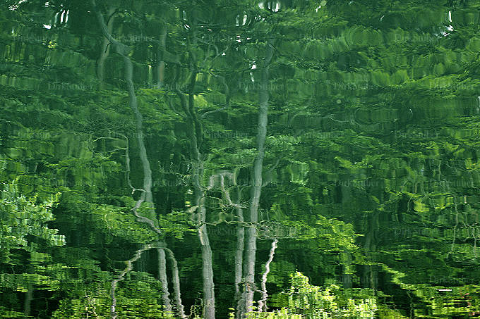 Bäume im Wasser gespiegelt