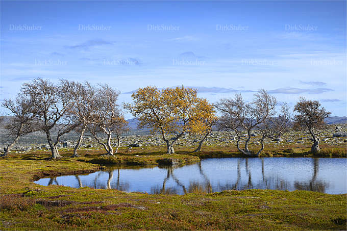 Birken in Berglandschaft