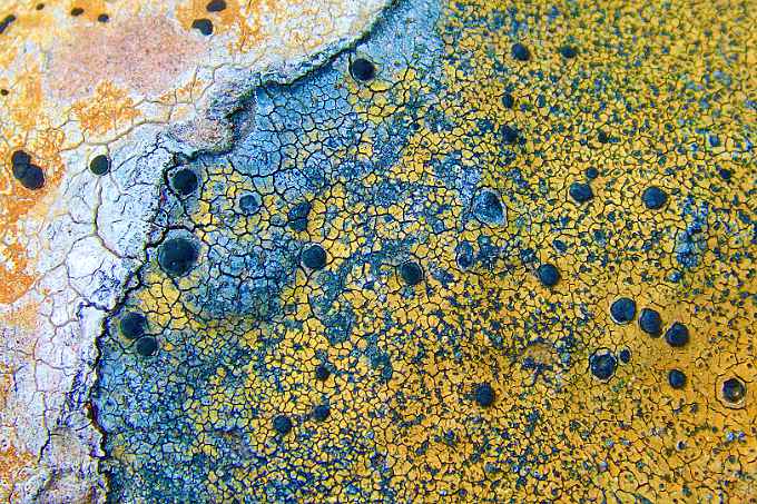 blaugelbe Flechten