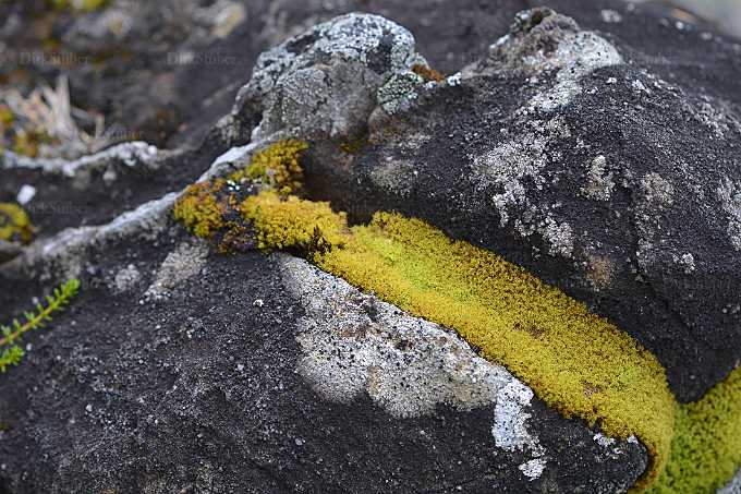 Moosstreifen im Fels