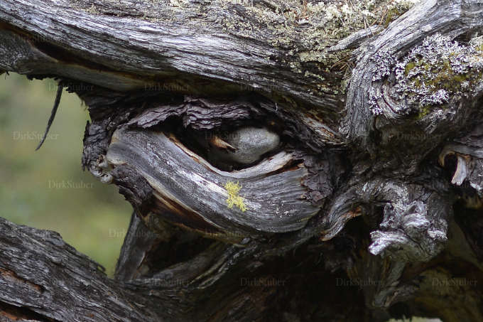 Auge in einer Baumwurzel