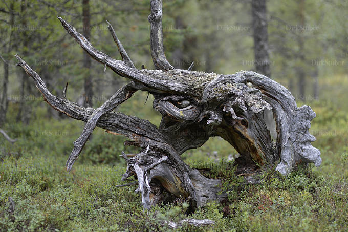 Wurzeln eines toten Baumes