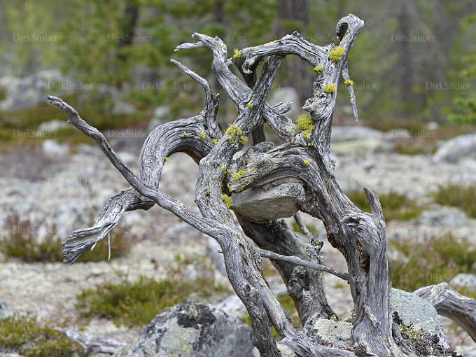 Baumwurzeln mit eingeschlossenem Stein