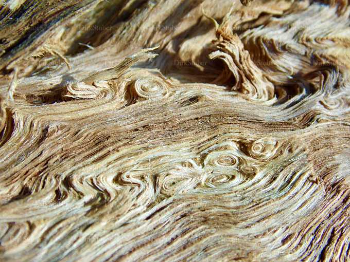 Holzfasern und -wirbel in Eichenholz