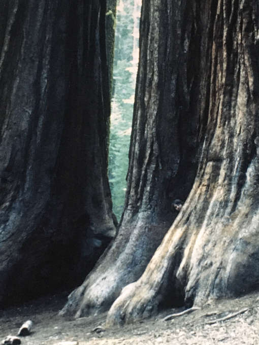 Mammutbäume in den Muir Woods