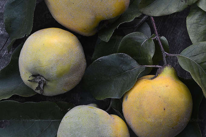 Quitten Stillleben auf Holz