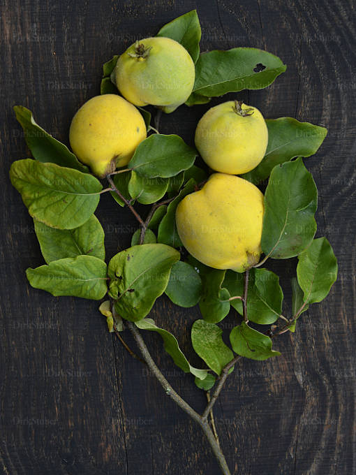 Quitten auf Holz