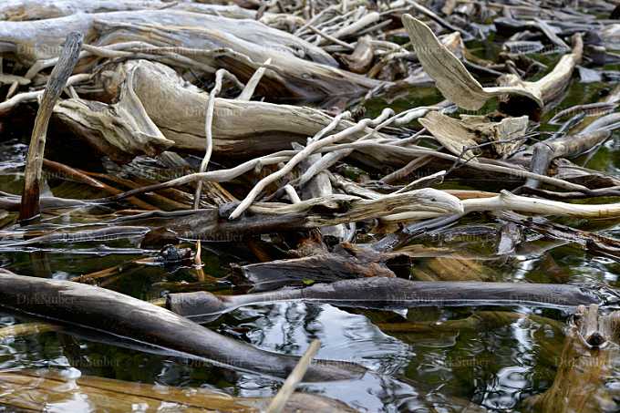 Treibholz am Namsvatnet im Børgefjell Nasionalpark