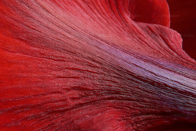 Amaryllis Blüte