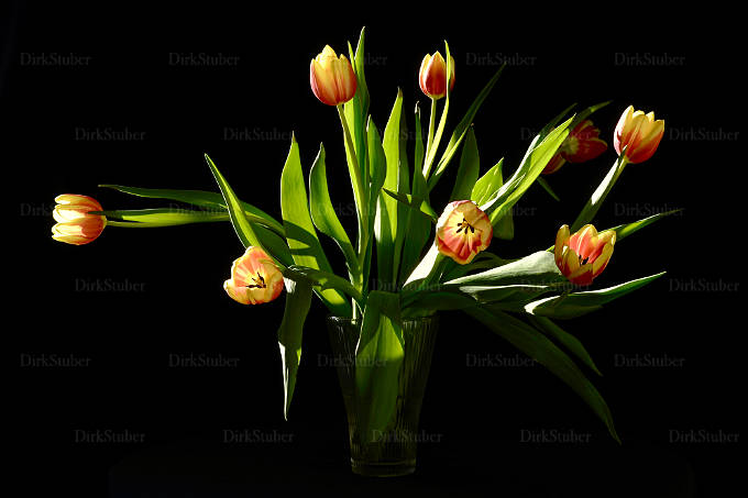 Gelbrote Tulpen in einer Vase vor schwarzem Fond