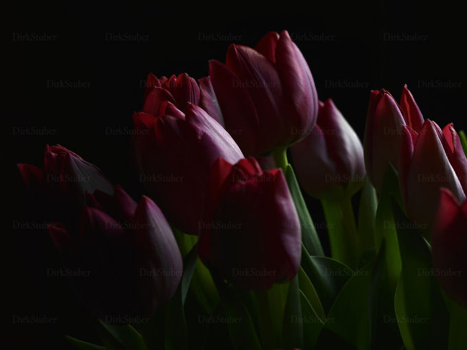 Rote Tulpen im Morgengrauen