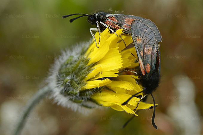 Widderchen bei der Paarung