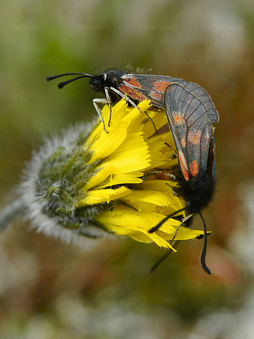 Widderchen bei der Paarung