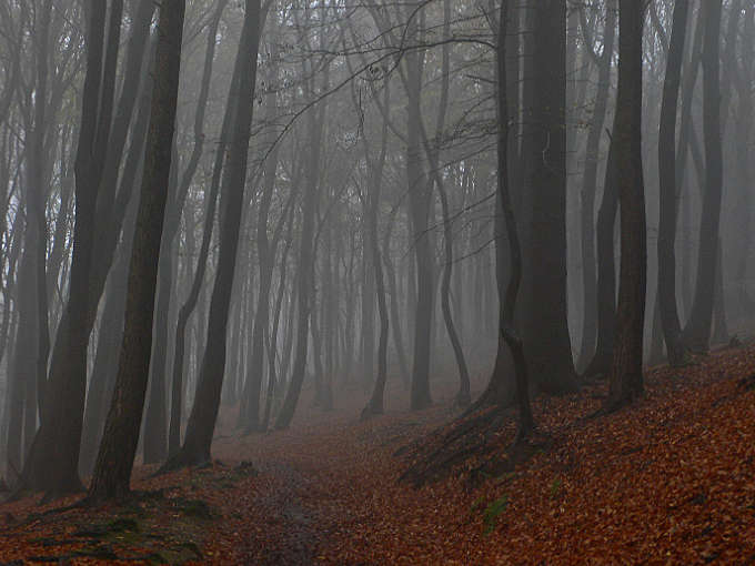 Weg durch Buchenwald im Nebel