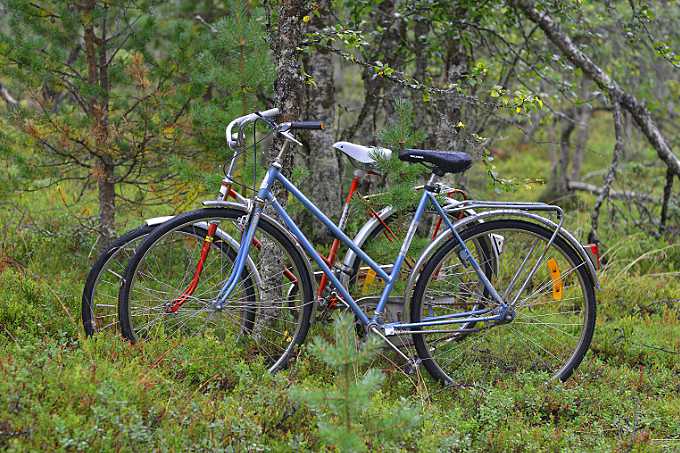 zwei alte Fahrräder lehnen an Bäumen im Wald