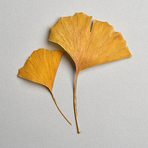 zwei gelbe Ginkgoblätter