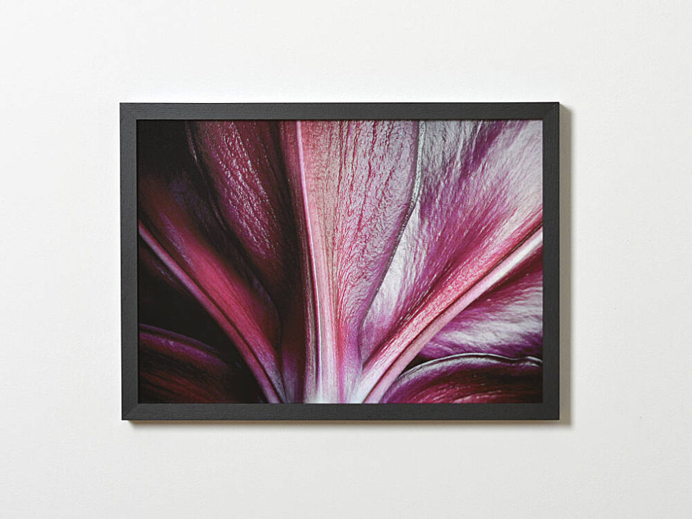 Unterseite Lilienblüte, Kunstfoto