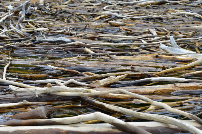 angelandetes Treibholz am Seeufer