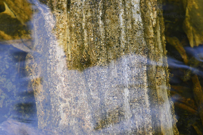 verwitterter Holzstamm unter Wasser