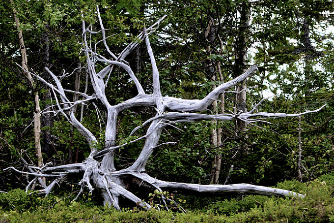Baumskelett im Børgefjell Nasjonalpar