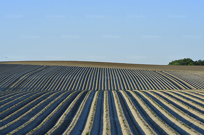 Kartoffelanbau – Furchen und Dämme auf einem Feld