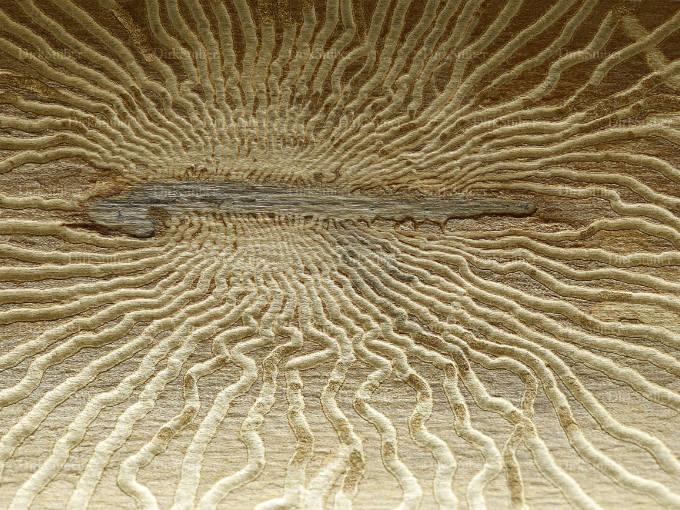 Fraßgänge in Holzoberfläche